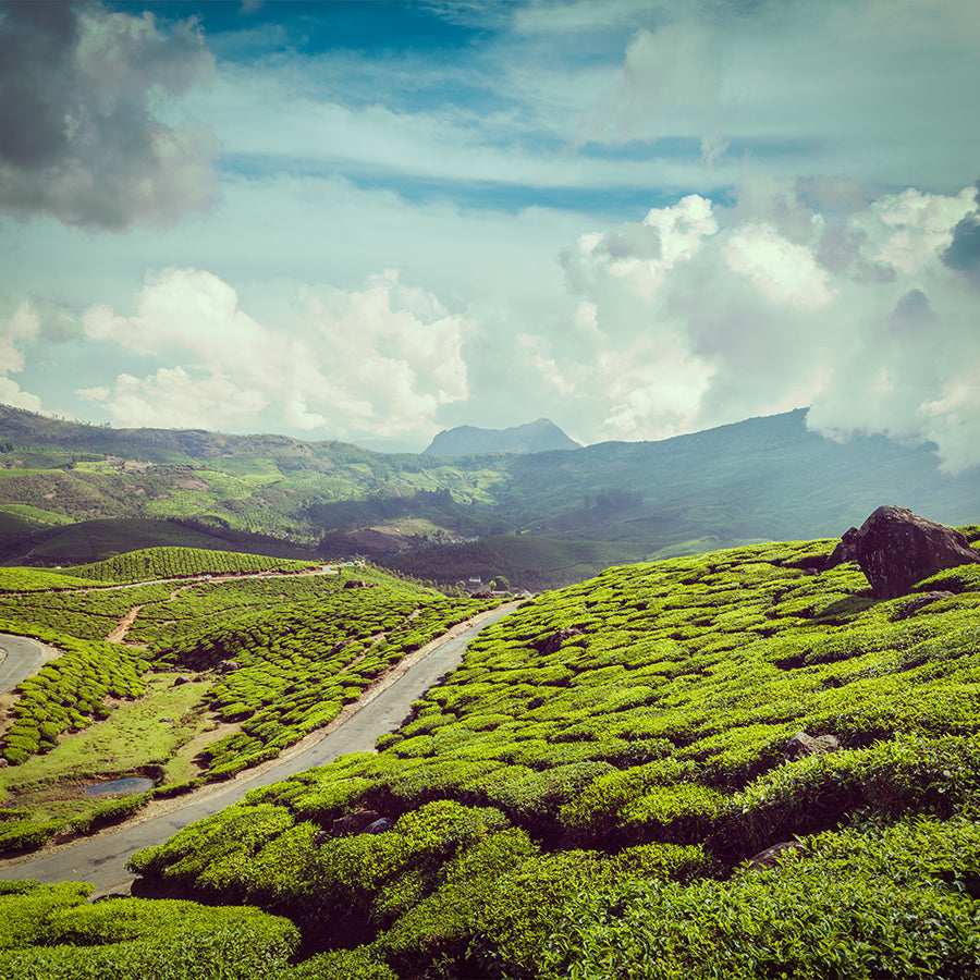 FairyTea: Ein Tee-Anbaugebiet Banner