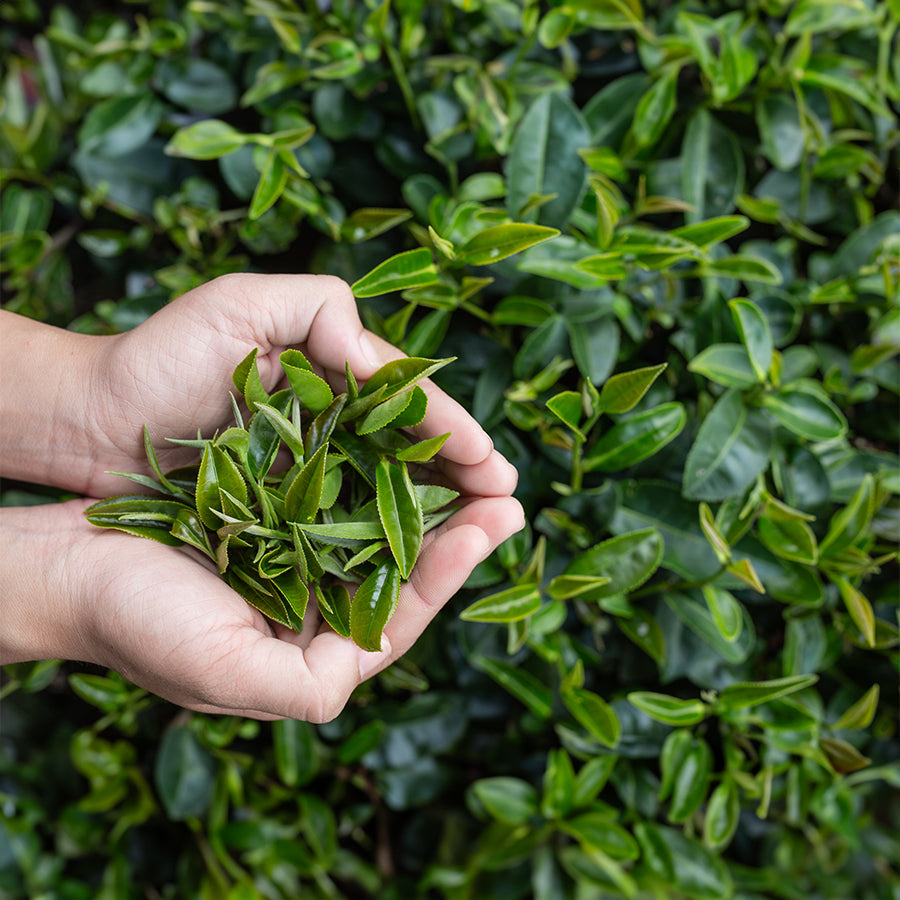 FairyTea: Darauf legen wir Wert Banner